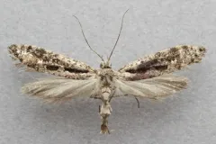 Rhigognostis kuusamoensis thumbnail 3