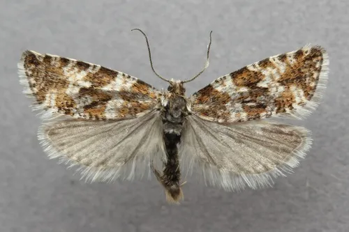 Northern Marble