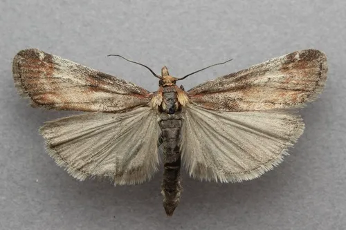 Philodema rhoiella