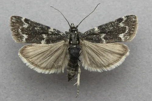 Catastia kistrandella