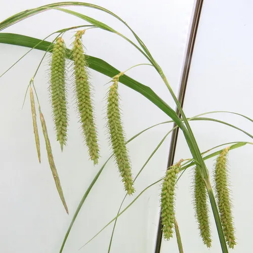 nodding sedge