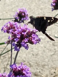 Long-tailed Skipper thumbnail 3