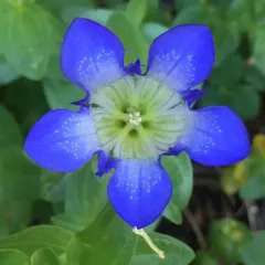 Mountain Bog Gentian thumbnail 1
