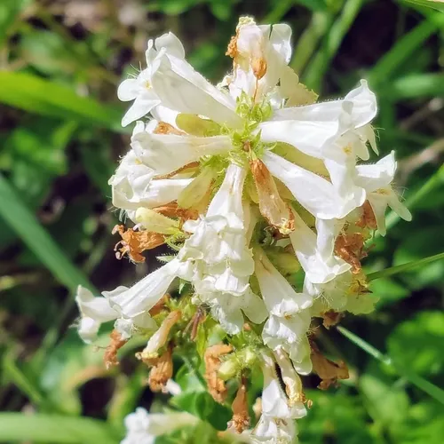 Yellow Beardtongue