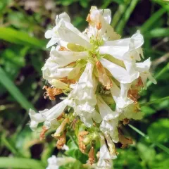 Yellow Beardtongue thumbnail 1