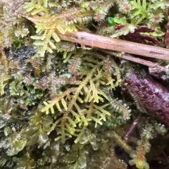 Lepidozia filamentosa thumbnail 3