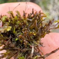 Brown Flapwort thumbnail 4
