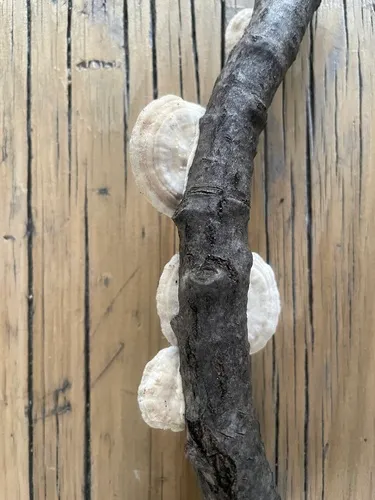 Hazel Bracket