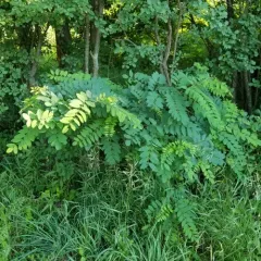 black locust thumbnail 4