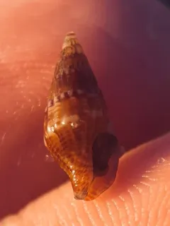 Well-ribbed Dove Snail thumbnail 3