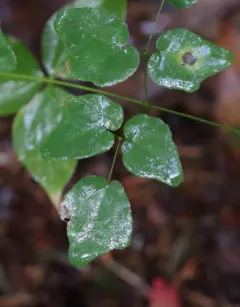 redwood inside-out flower thumbnail 4