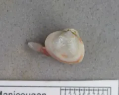 Greenland Smoothcockle thumbnail 4