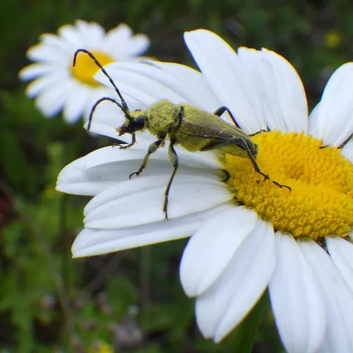 Yellow Velvet Beetle