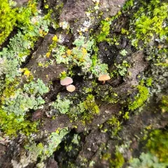Bark Mycena thumbnail 3