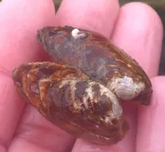 Northwest Ugly Clam thumbnail 2