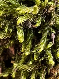 Buckia vaucheri thumbnail 3