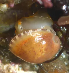 Limneria prolongata thumbnail 4