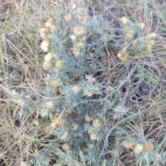 Spiny Goldenweed thumbnail 4