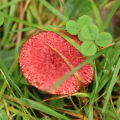 Red Bog Bolete thumbnail 3