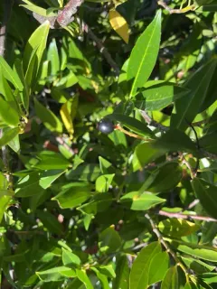 myrtle thumbnail 1