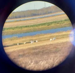 Whooping Crane thumbnail 3