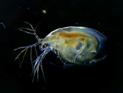 Simocephalus serrulatus thumbnail 3