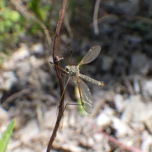 Tipula aprilina