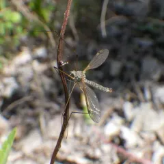 Tipula aprilina thumbnail 1