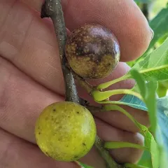 Round Bullet Gall Wasp thumbnail 4
