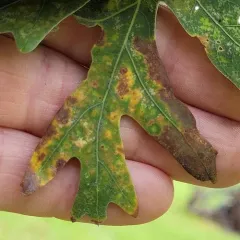 Phylloteras poculum thumbnail 4