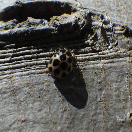 Cream-spotted Ladybird