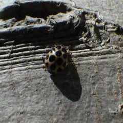 Cream-spotted Ladybird thumbnail 1