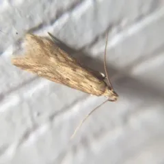 Burdock Seedhead Moth thumbnail 2