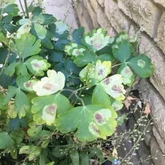 Phytomyza aquilegiana thumbnail 3