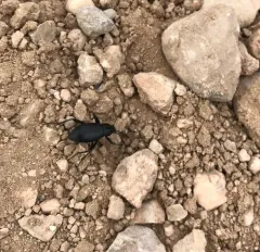 Extricated Darkling Beetle thumbnail 4