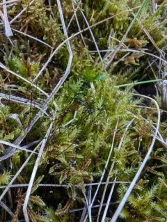 Golf-club Moss thumbnail 3
