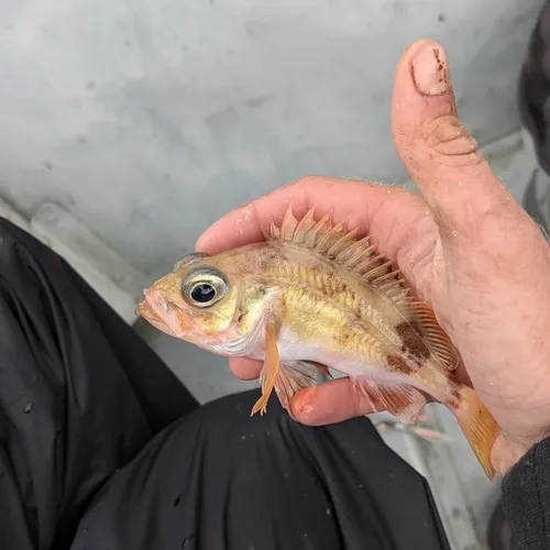 Acadian Redfish