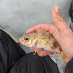 Acadian Redfish thumbnail 1