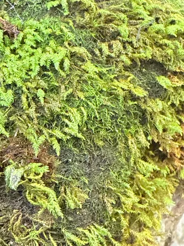 Alga-like Matted-moss