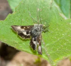 Oregon Gem Moth thumbnail 2