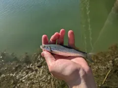 Flathead Chub thumbnail 4