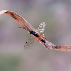 Common Hover Fly Parasitoid Wasp thumbnail 4