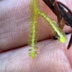 Floerke's Pawwort thumbnail 4