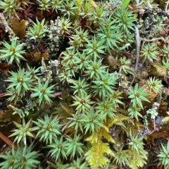 Urn Hair Moss thumbnail 4