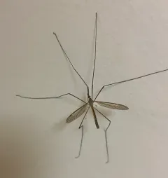 Tipula paterifera thumbnail 3
