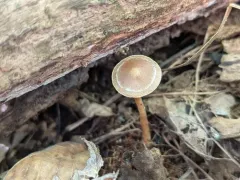 Cortinarius neofallax thumbnail 3