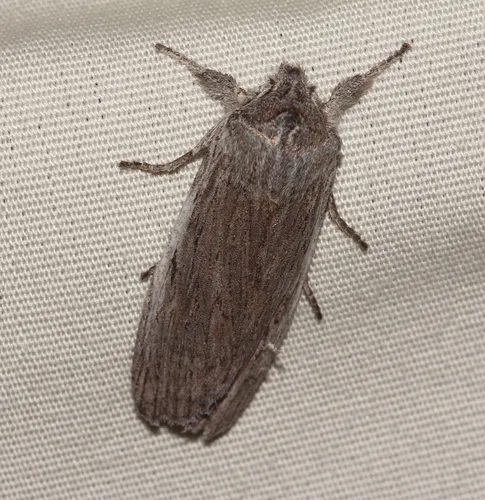 Hoary Pinion