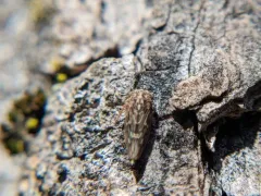 Liocratus moniliferae thumbnail 3