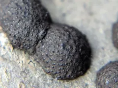 Annulohypoxylon annulatum thumbnail 3
