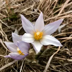 prairie pasqueflower thumbnail 3